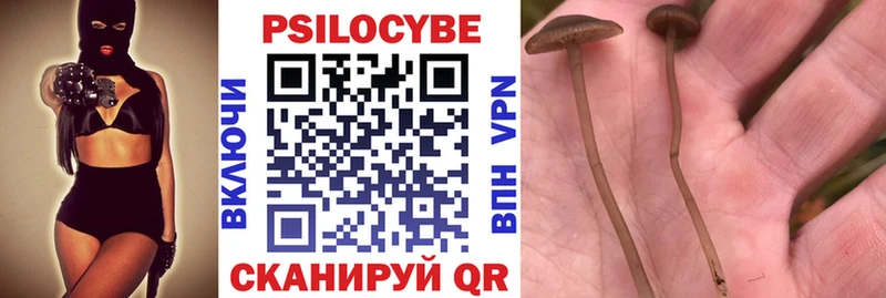 Купить где  Цимлянск  Галлюциногенные грибы Cubensis 